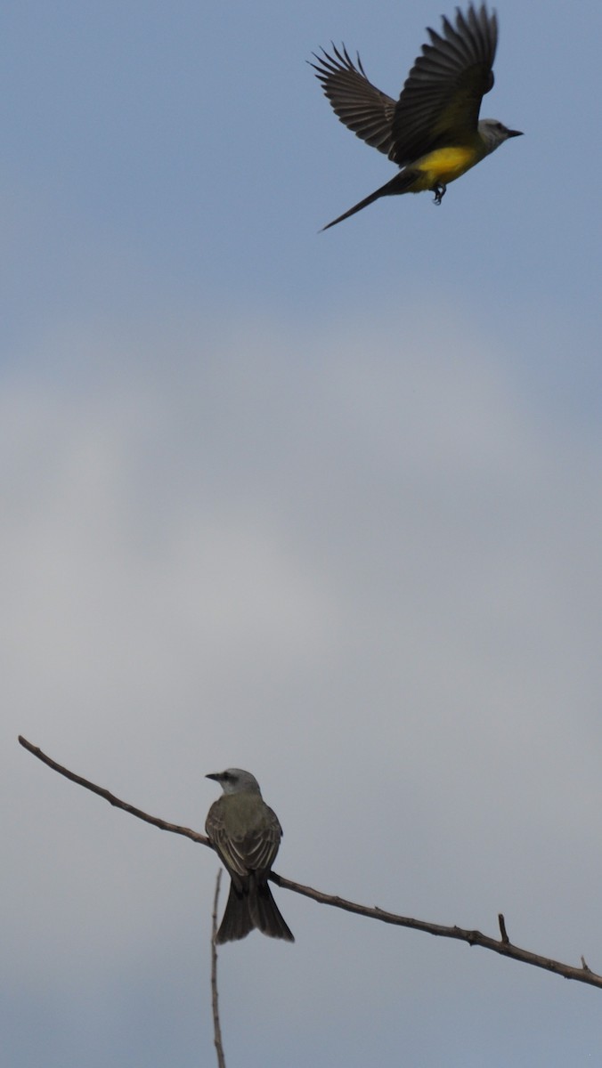 Tropical Kingbird - ML383501231