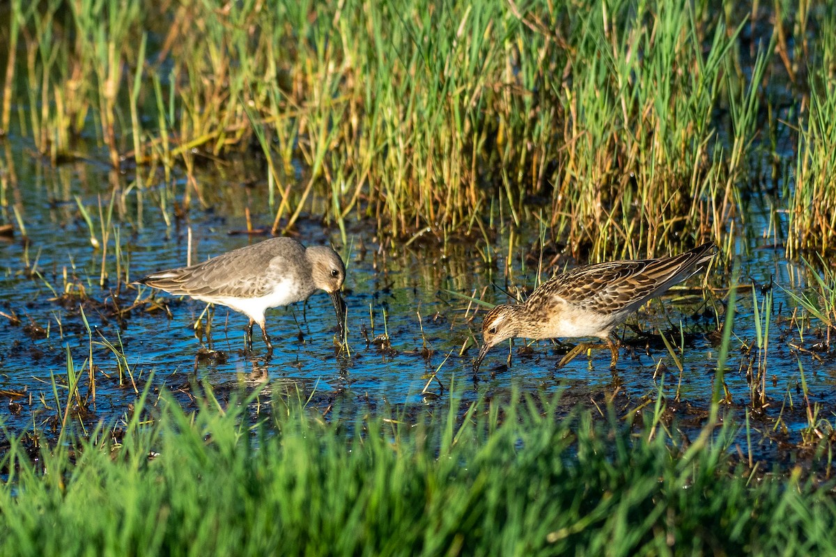 Dunlin - ML383501491