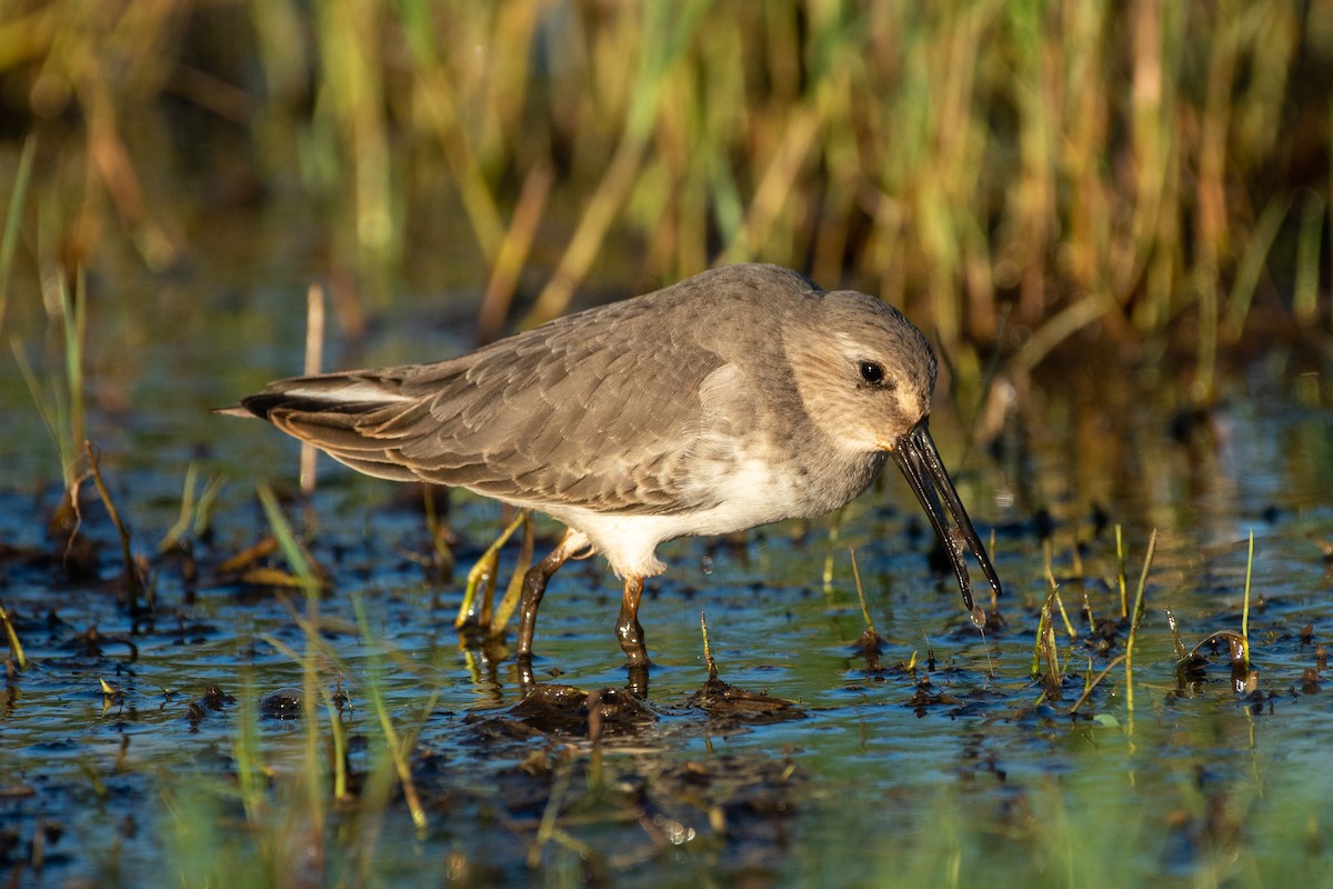 Alpenstrandläufer - ML383501521