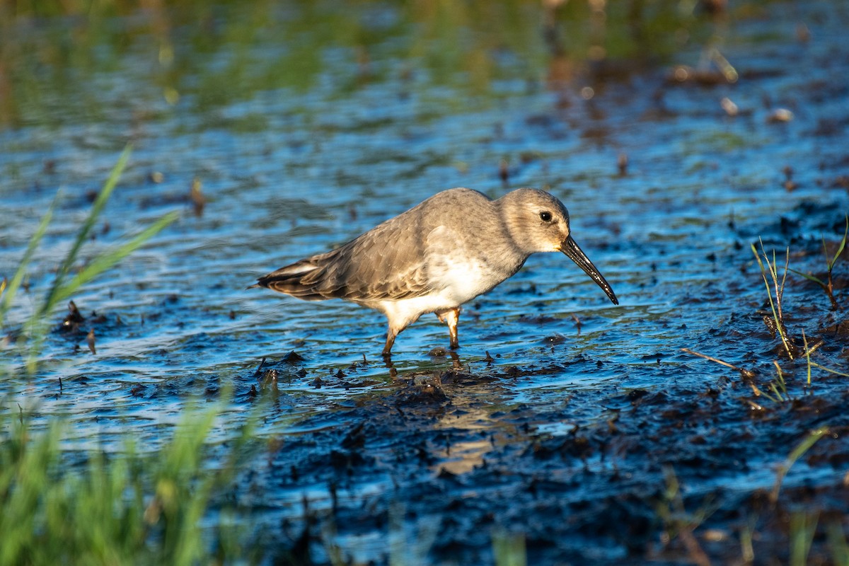 Alpenstrandläufer - ML383501531