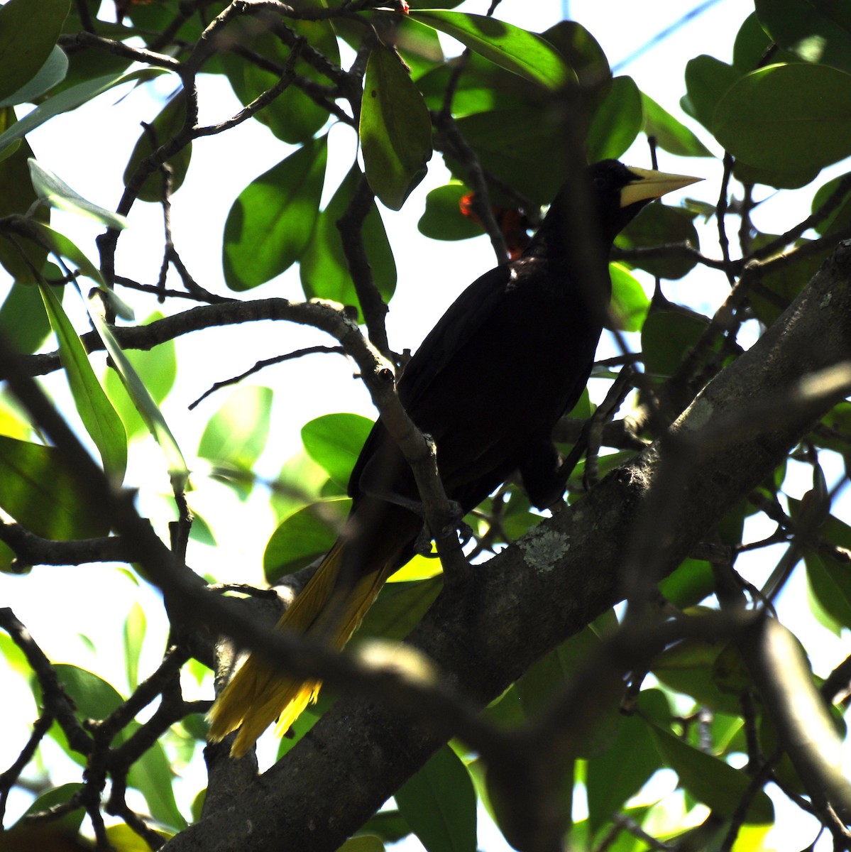 Crested Oropendola - ML383501601