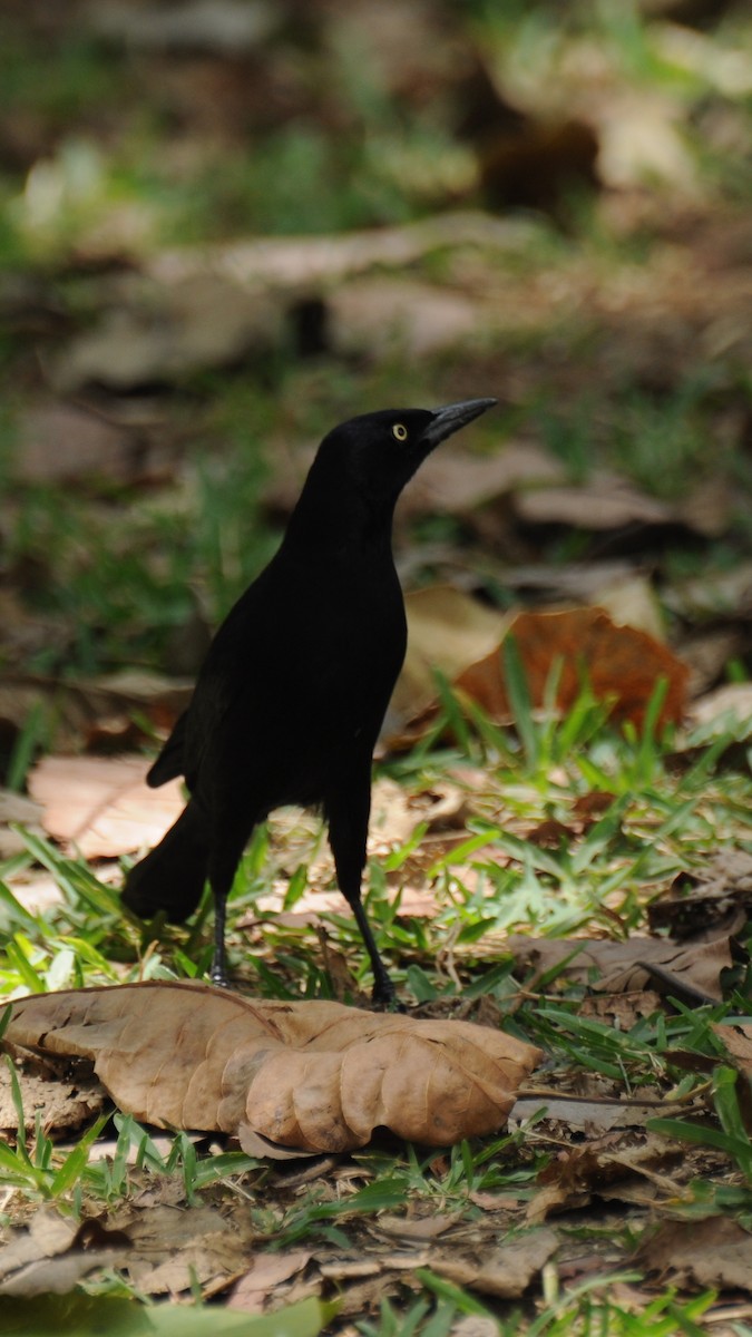 Carib Grackle - ML383501711