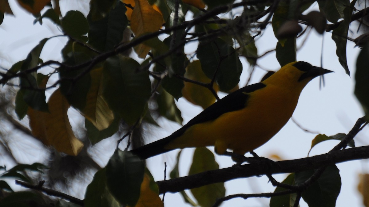 Oriole Blackbird - ML383501831