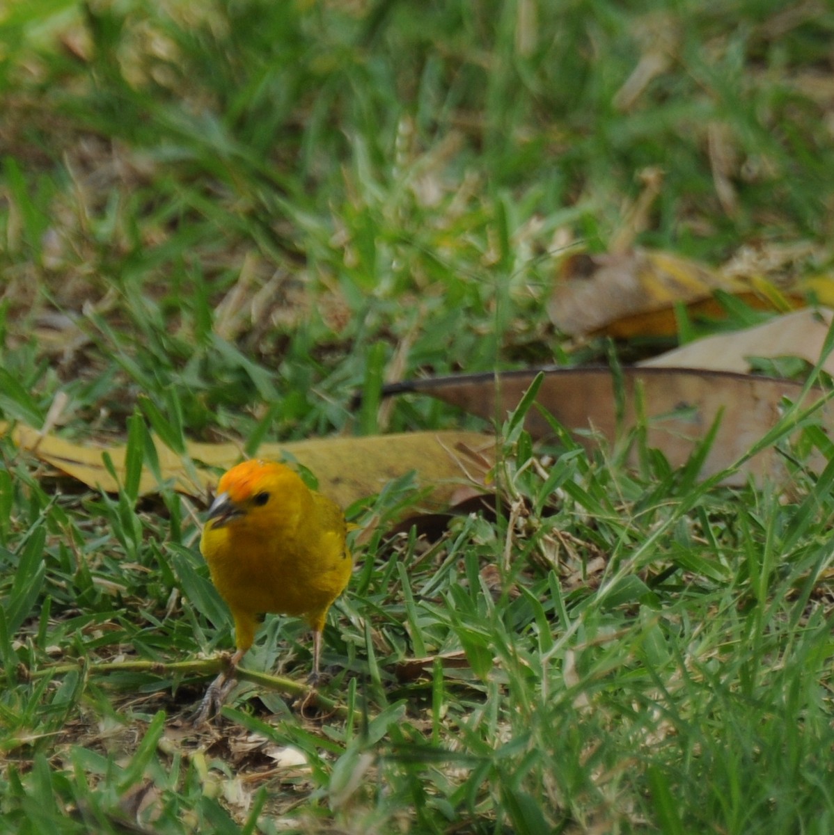 Saffron Finch - ML383501951