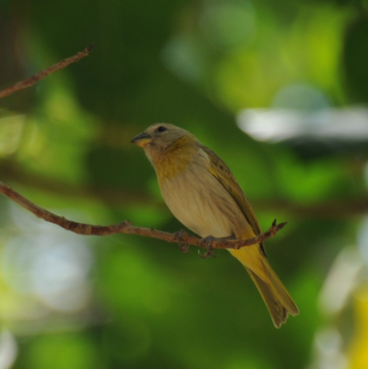 Saffron Finch - ML383502011