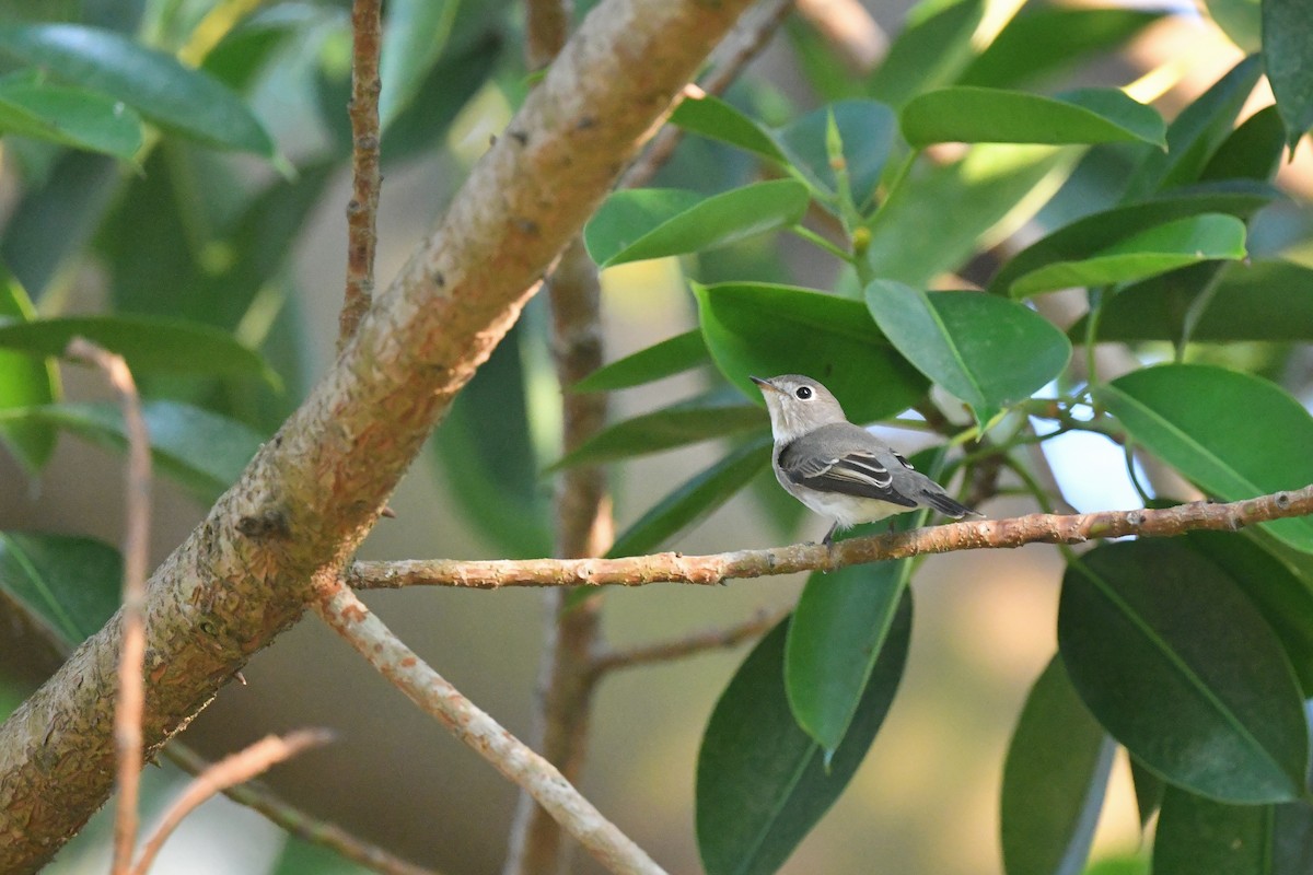 Asian Brown Flycatcher - ML383502921