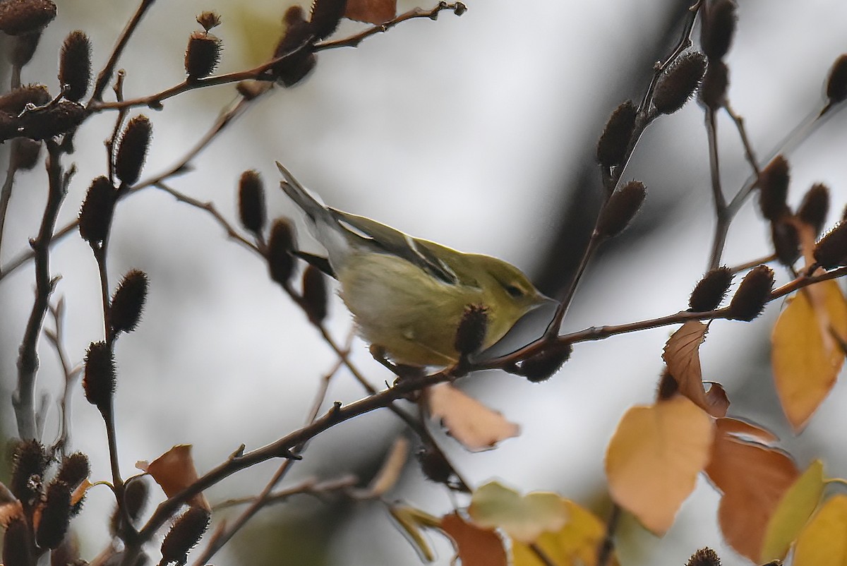 Blackpoll Warbler - ML383504451