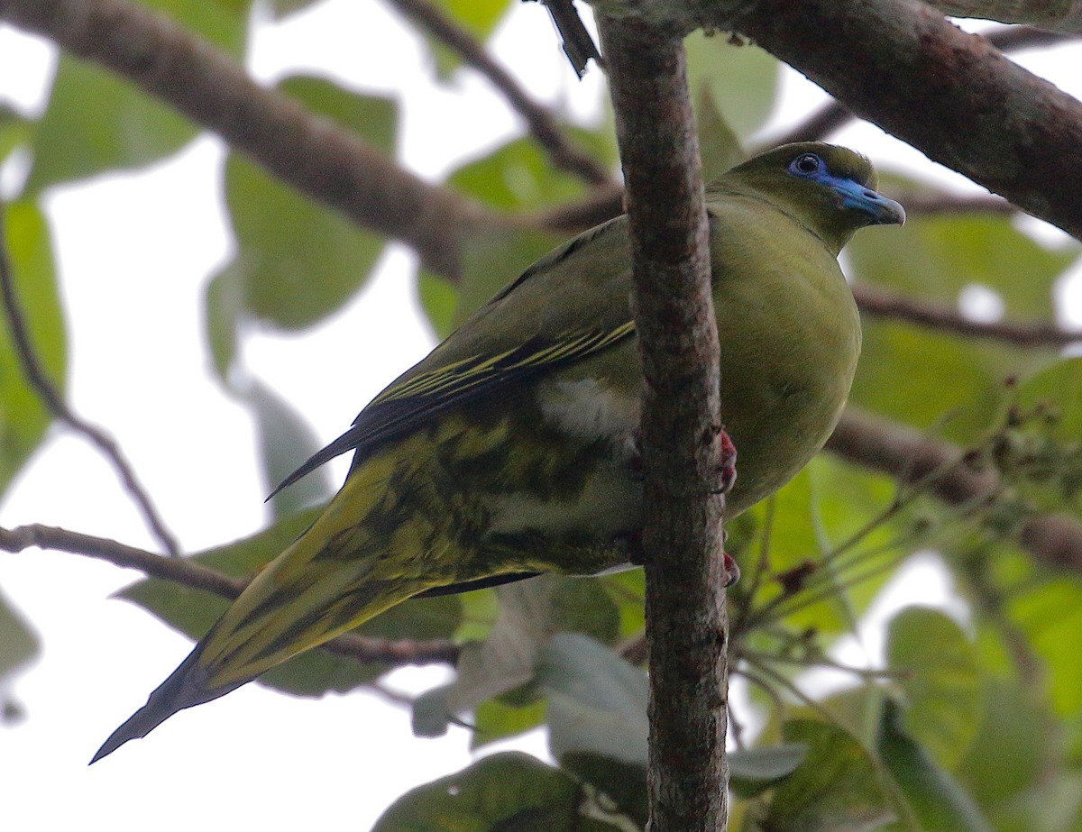 Yellow-vented Green-Pigeon - Neoh Hor Kee