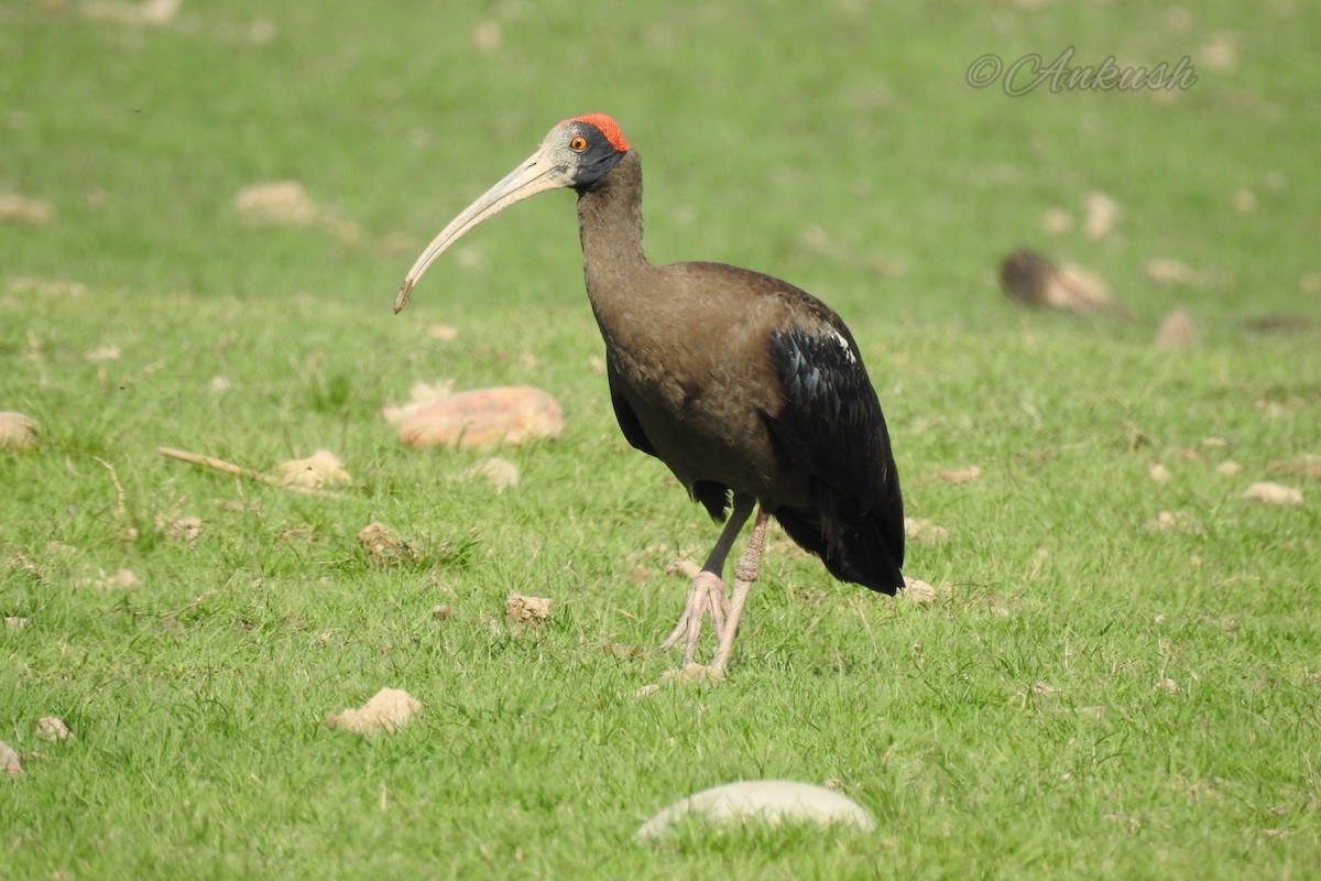 Red-naped Ibis - ML383504861