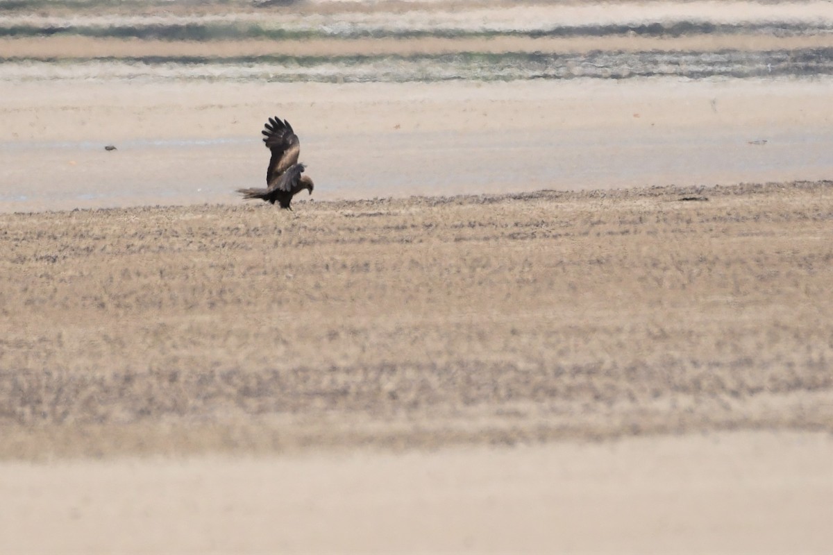 Black Kite - ML383505831