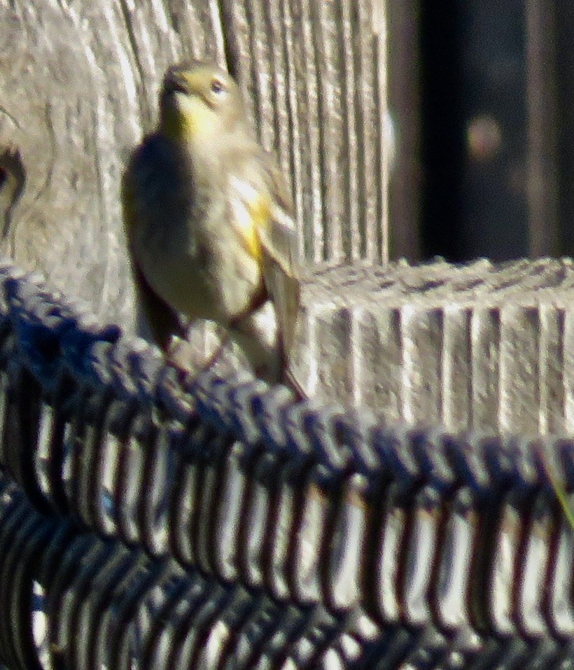 Yellow-rumped Warbler - ML383506141