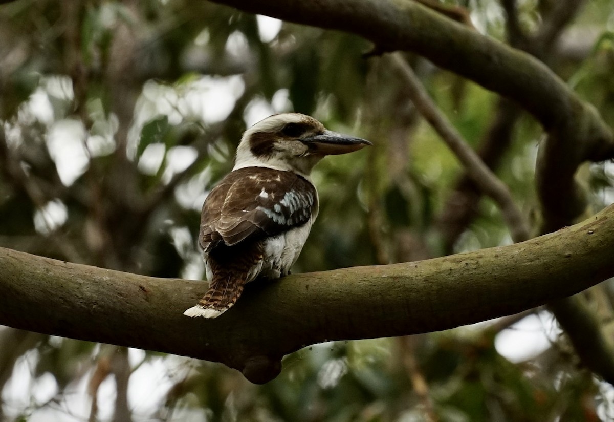 Laughing Kookaburra - ML383506391