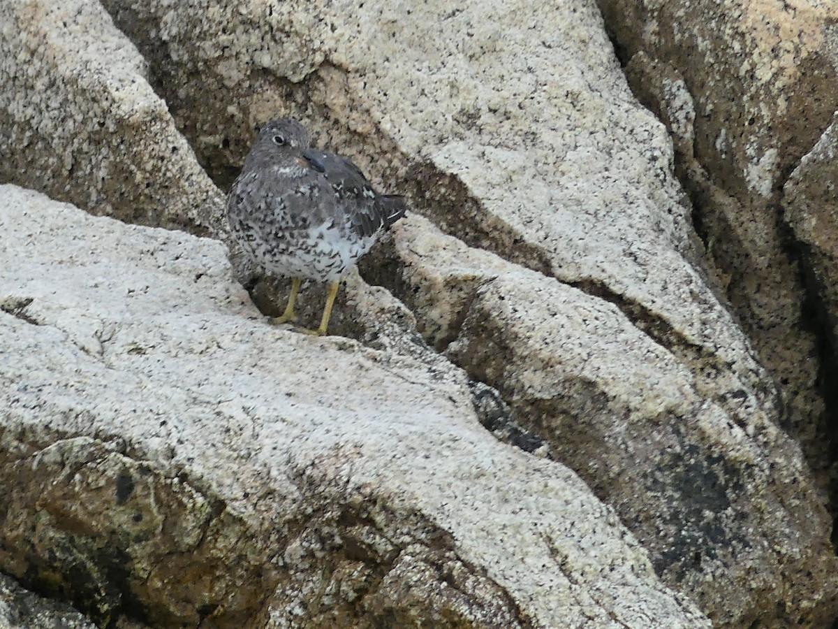 Black Turnstone - ML383506551