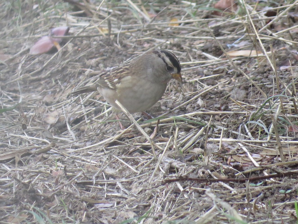 White-crowned Sparrow - ML383506761