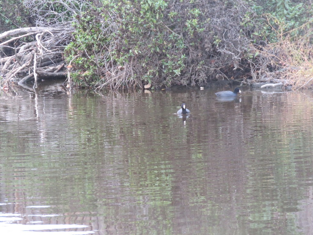 American Coot - ML383506791