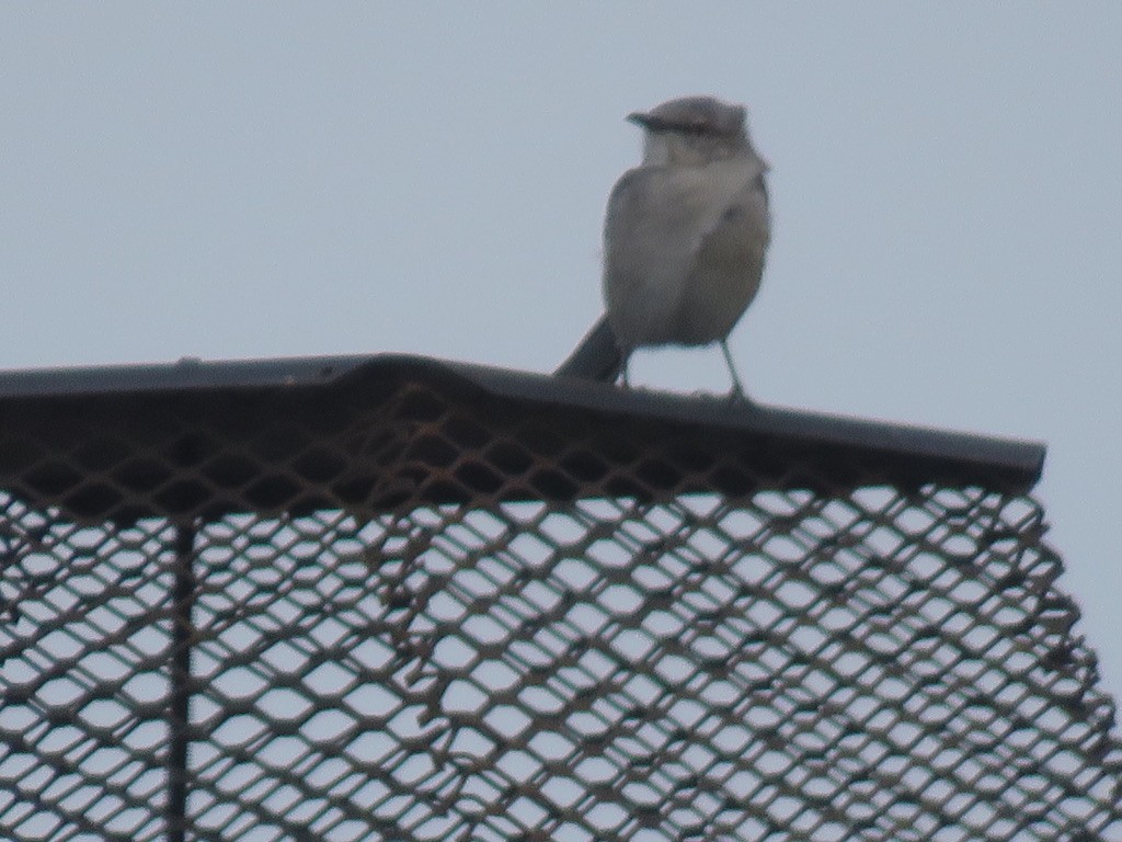 Northern Mockingbird - ML383506811