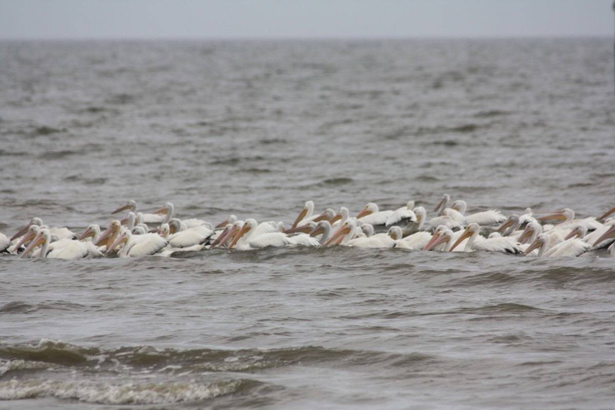 pelikán severoamerický - ML383507651