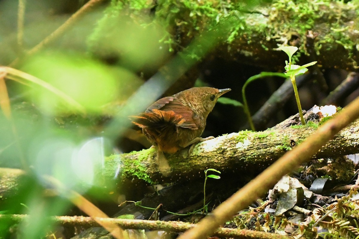 Rufous Scrub-bird - ML383507951