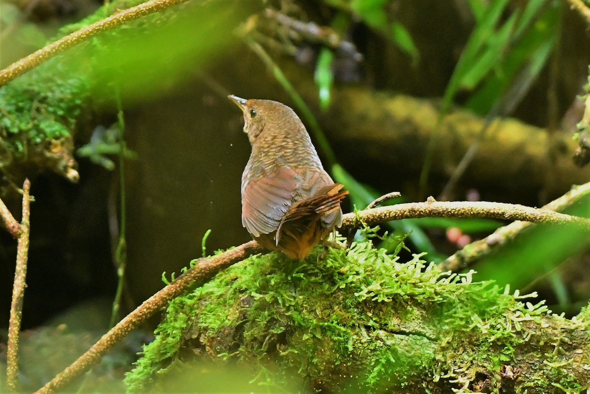 Rufous Scrub-bird - ML383507971