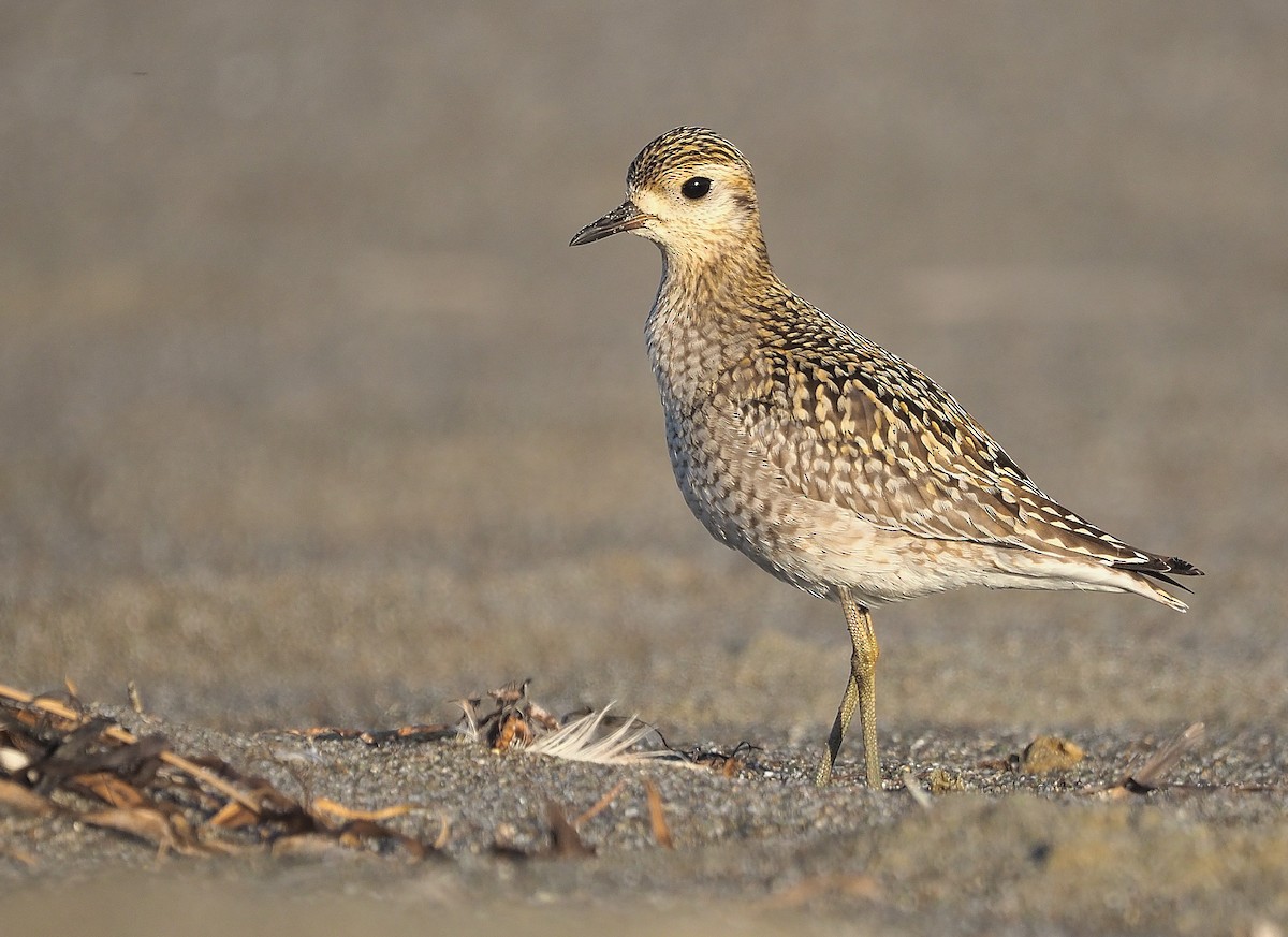 Chorlito Dorado Siberiano - ML383508001