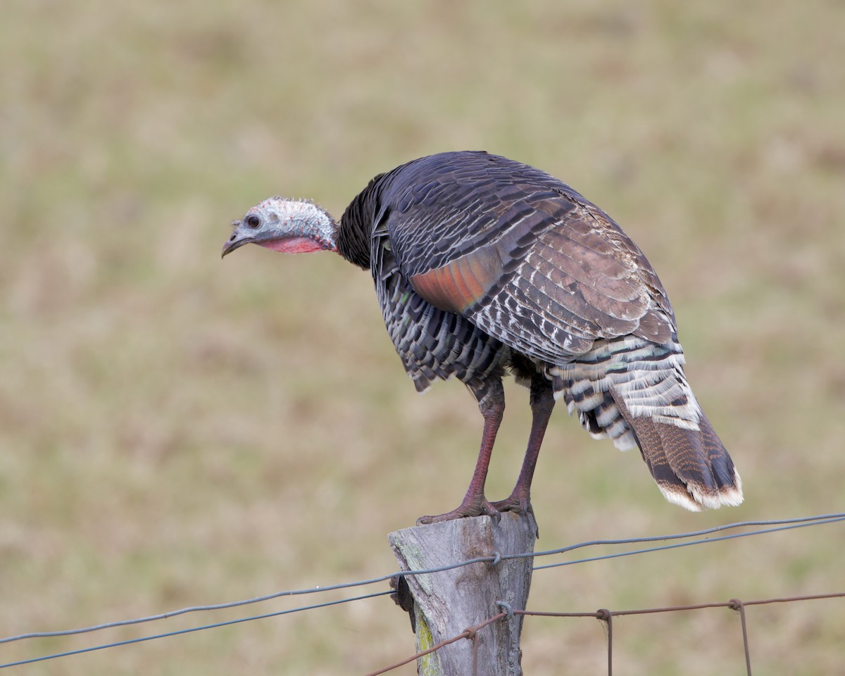 Wild Turkey - ML383508391