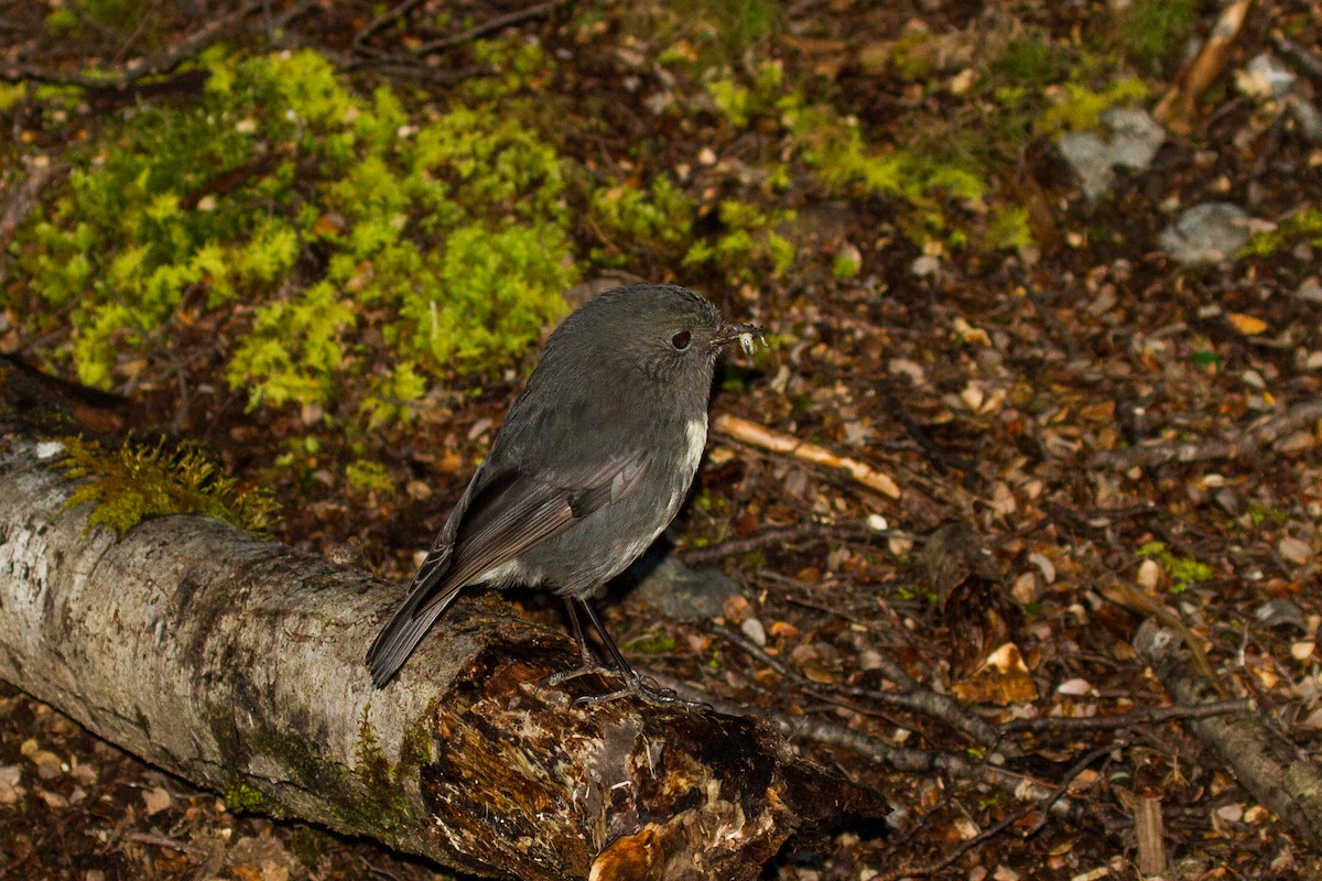 South Island Robin - ML383508761