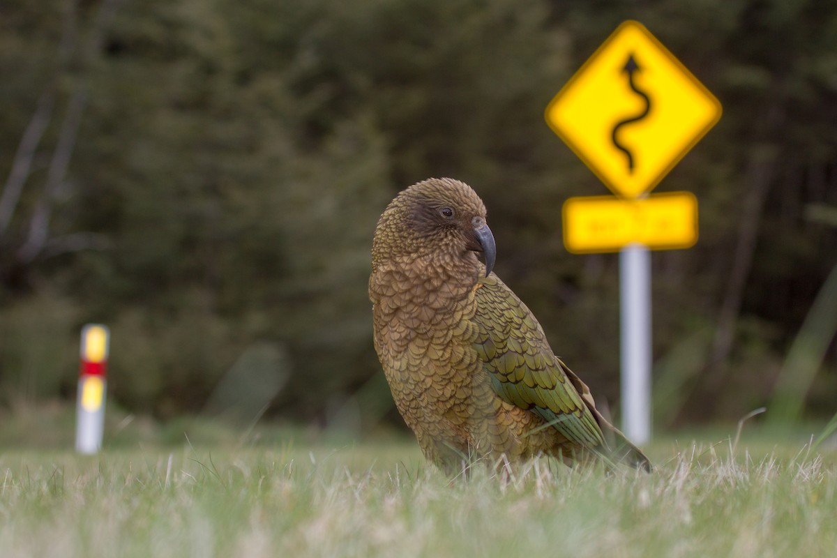 Kea - ML383509201