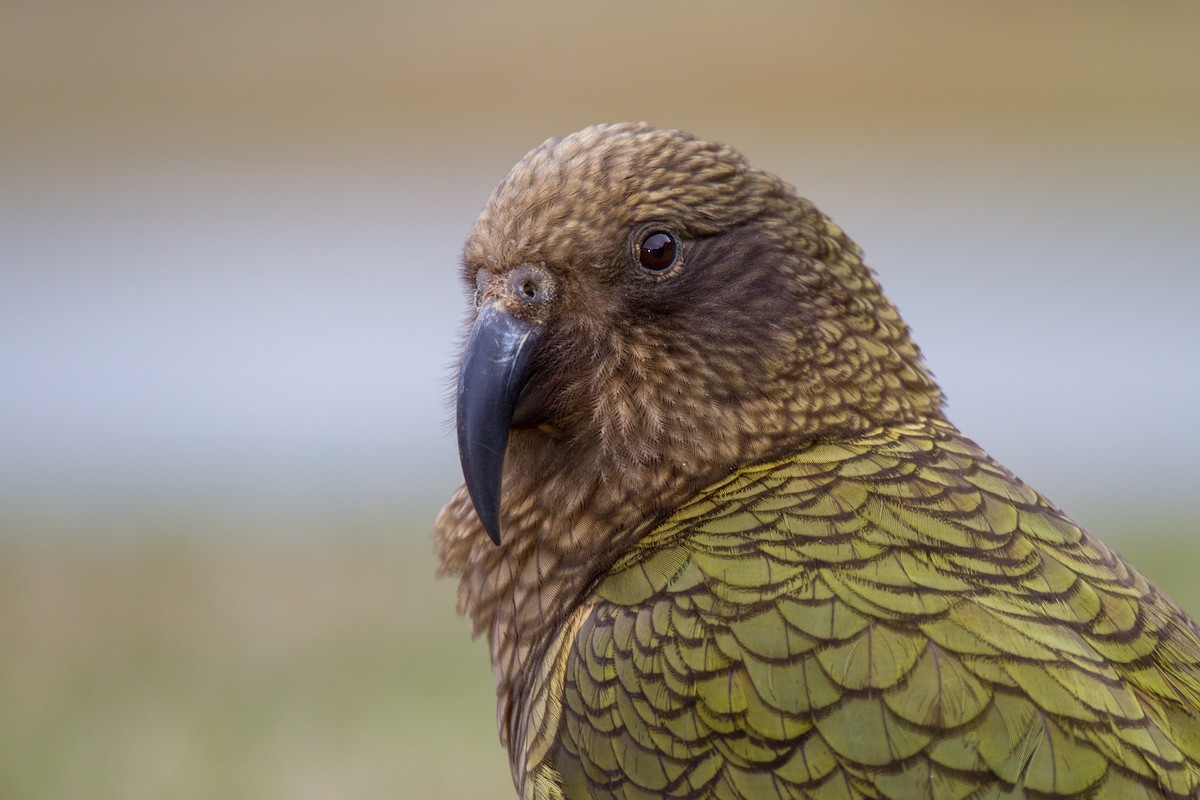 Kea - ML383509211
