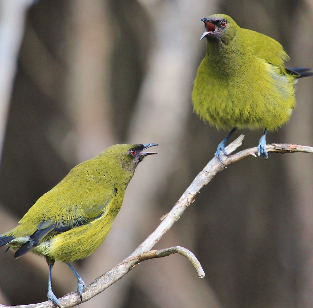 New Zealand Bellbird - ML38350961