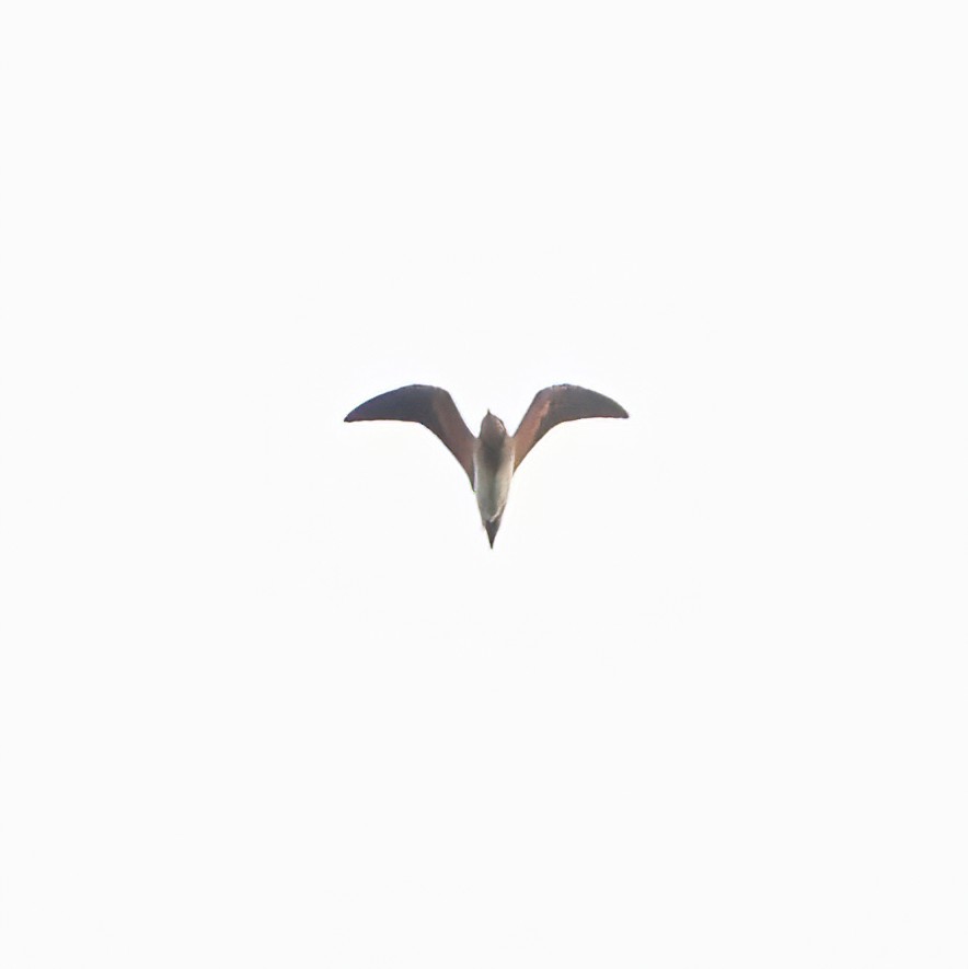 Oriental Pratincole - ML383509711