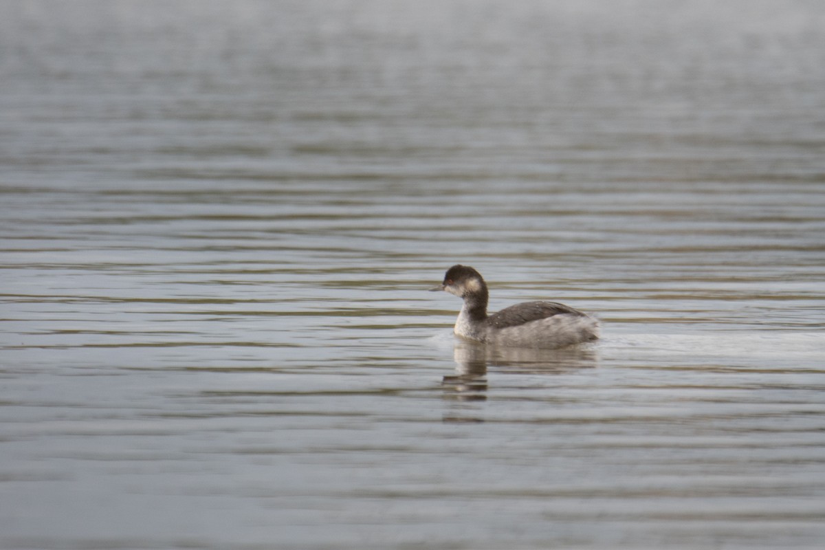 Eared Grebe - ML383510001