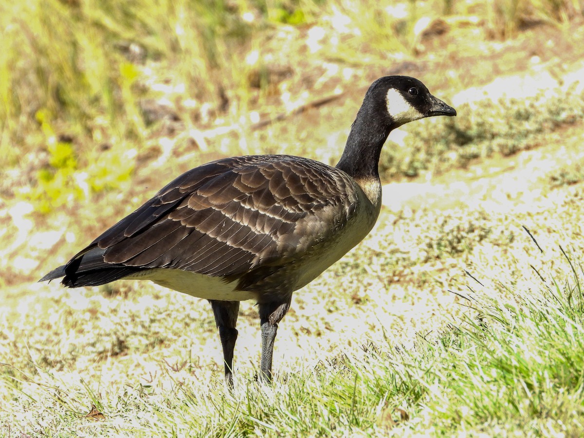 Cackling Goose - ML383510171