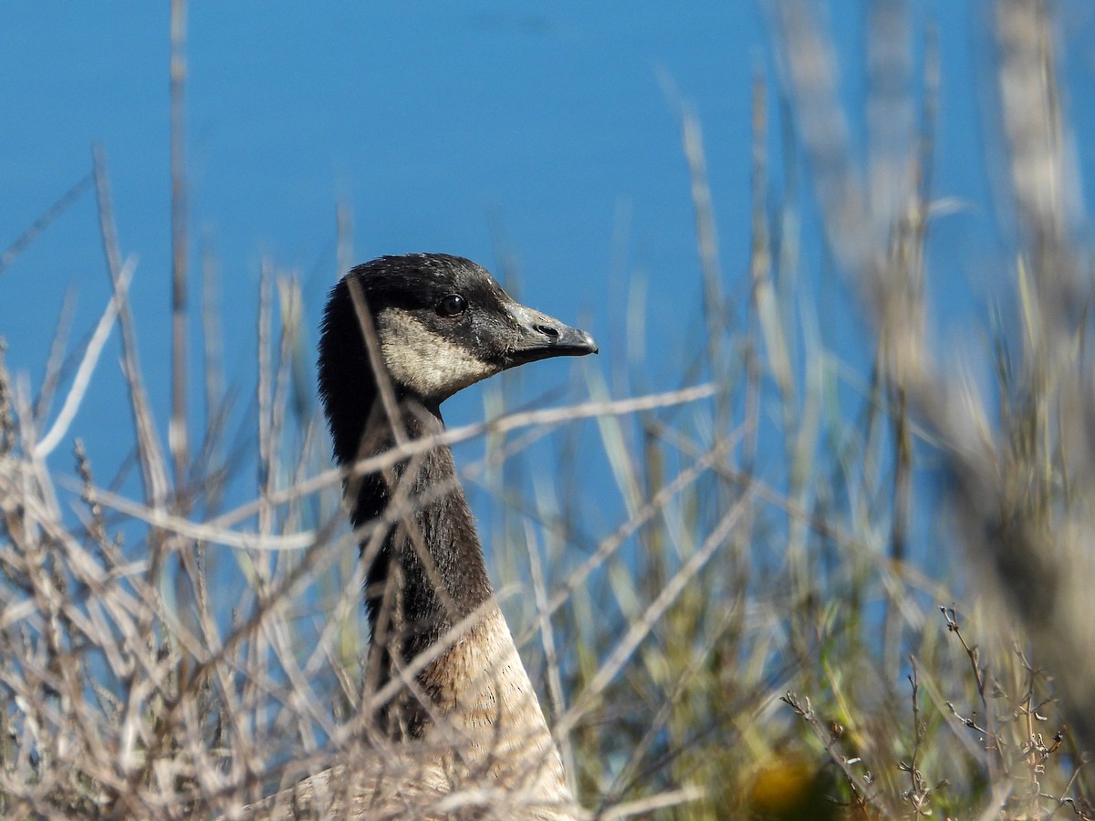 Cackling Goose - ML383510201