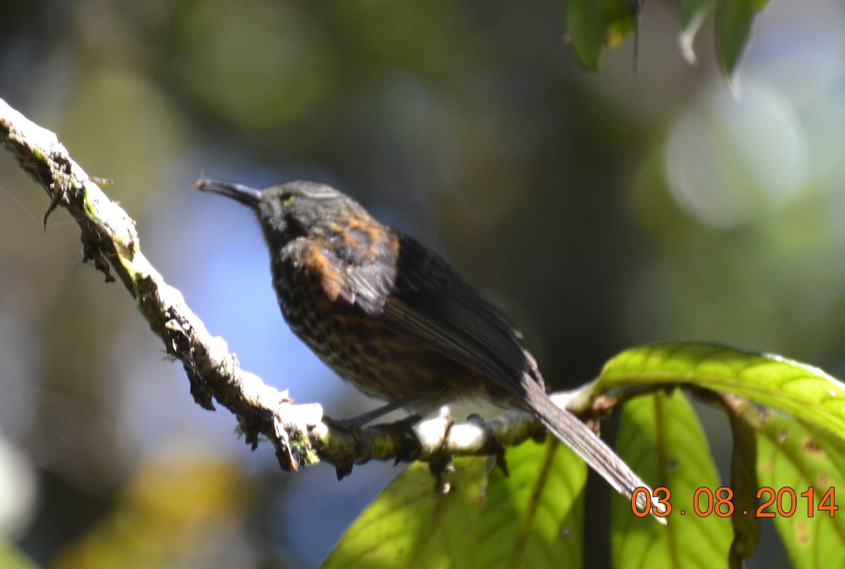 Gray-streaked Honeyeater - Robert Vaughan