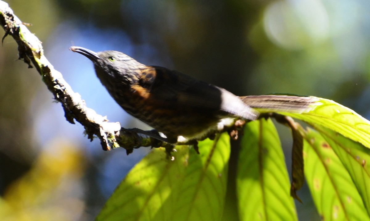 Gray-streaked Honeyeater - Robert Vaughan