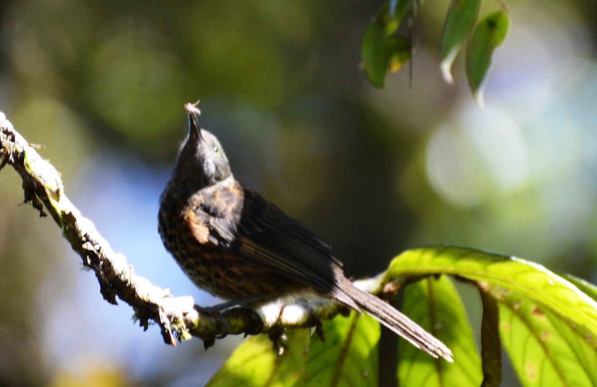 Gray-streaked Honeyeater - ML383512301