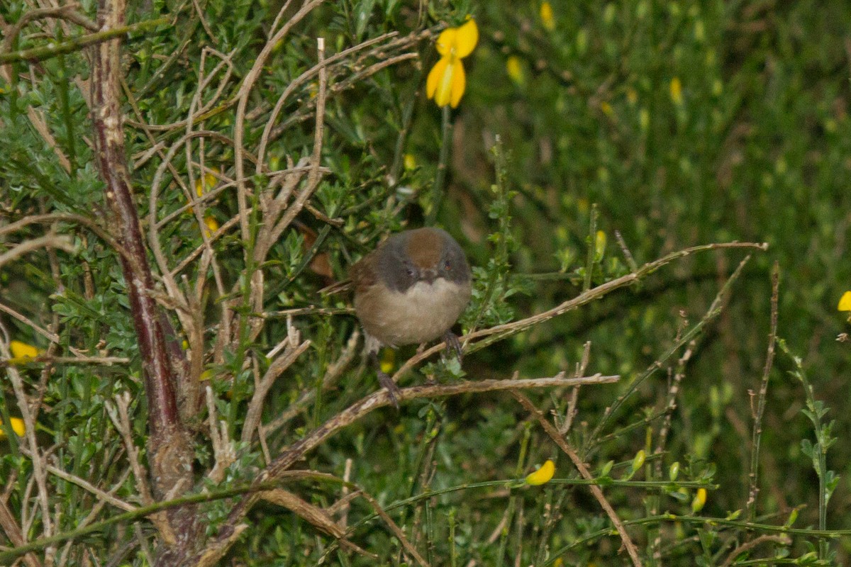 Pipipi - ML383513171