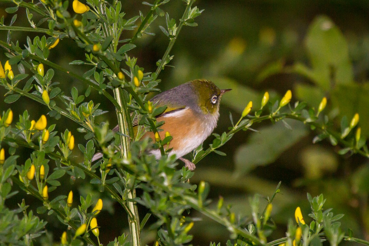 Silvereye - ML383513181
