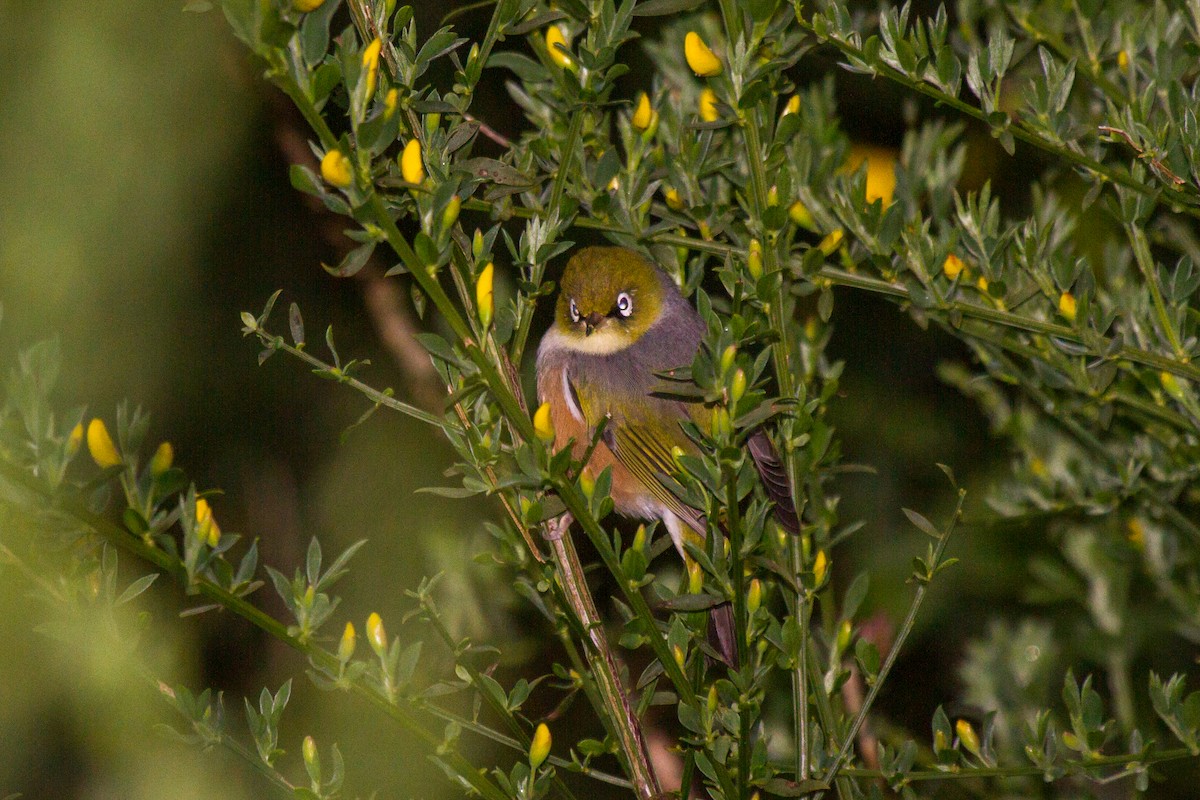 Silvereye - ML383513191