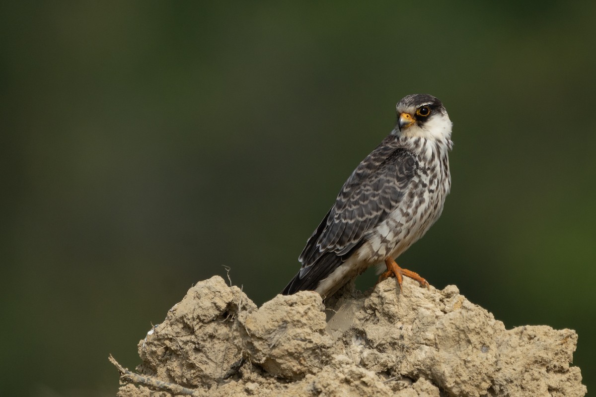 poštolka amurská - ML383513641