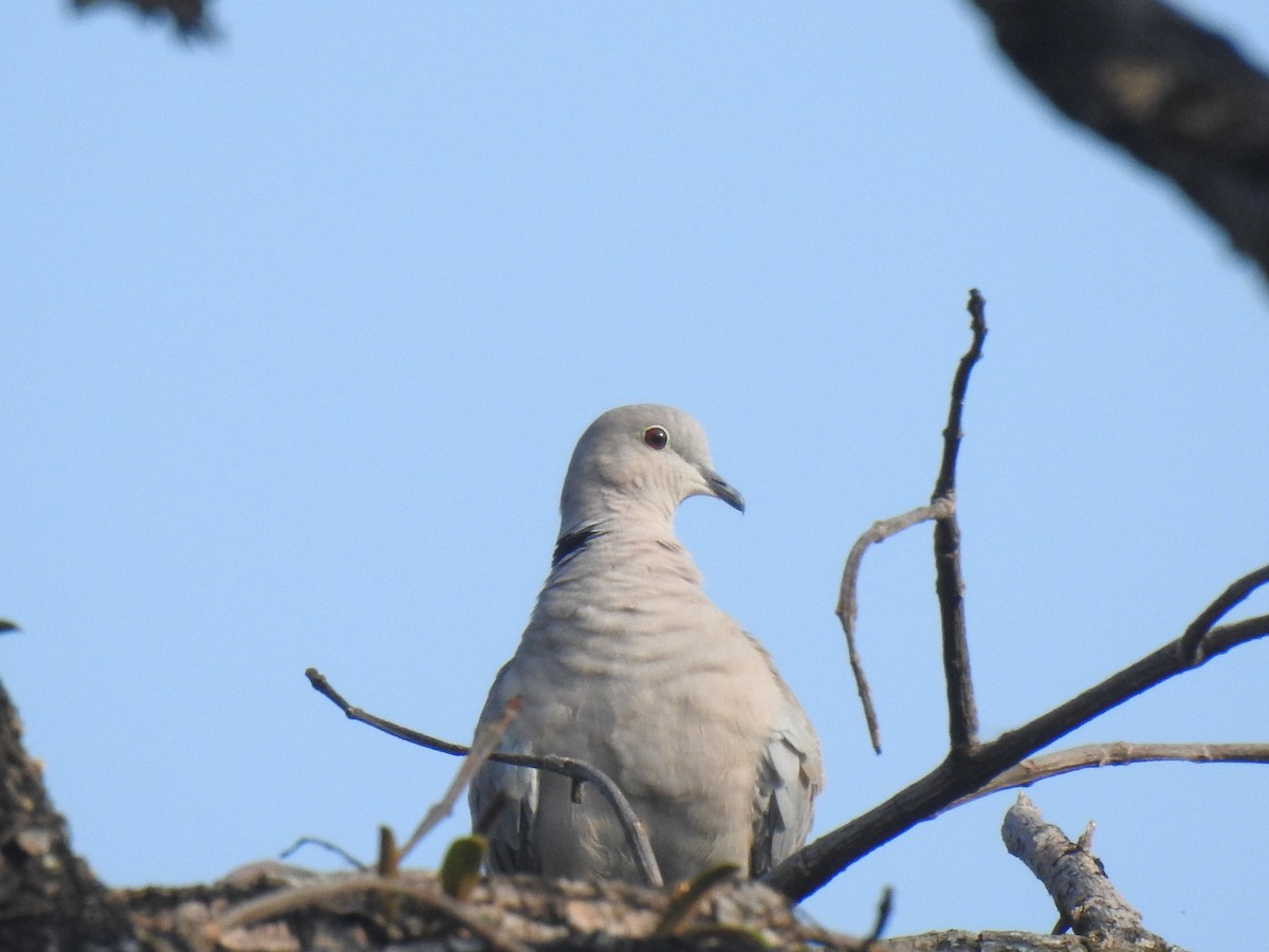 Eurasian Collared-Dove - ML383515371