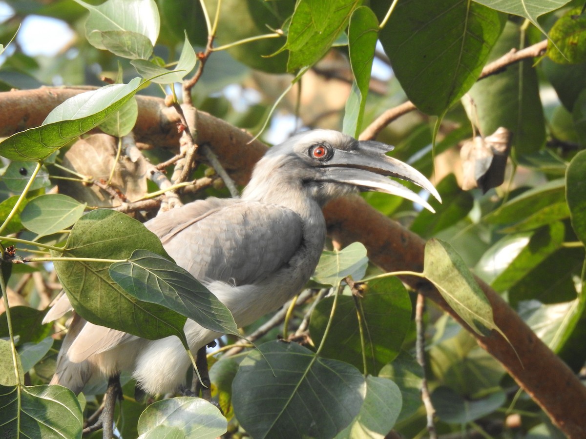 Indian Gray Hornbill - ML383515431