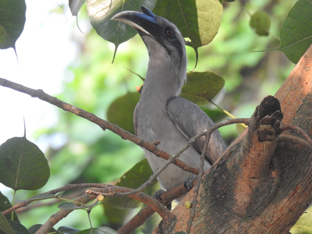 Indian Gray Hornbill - ML383515451