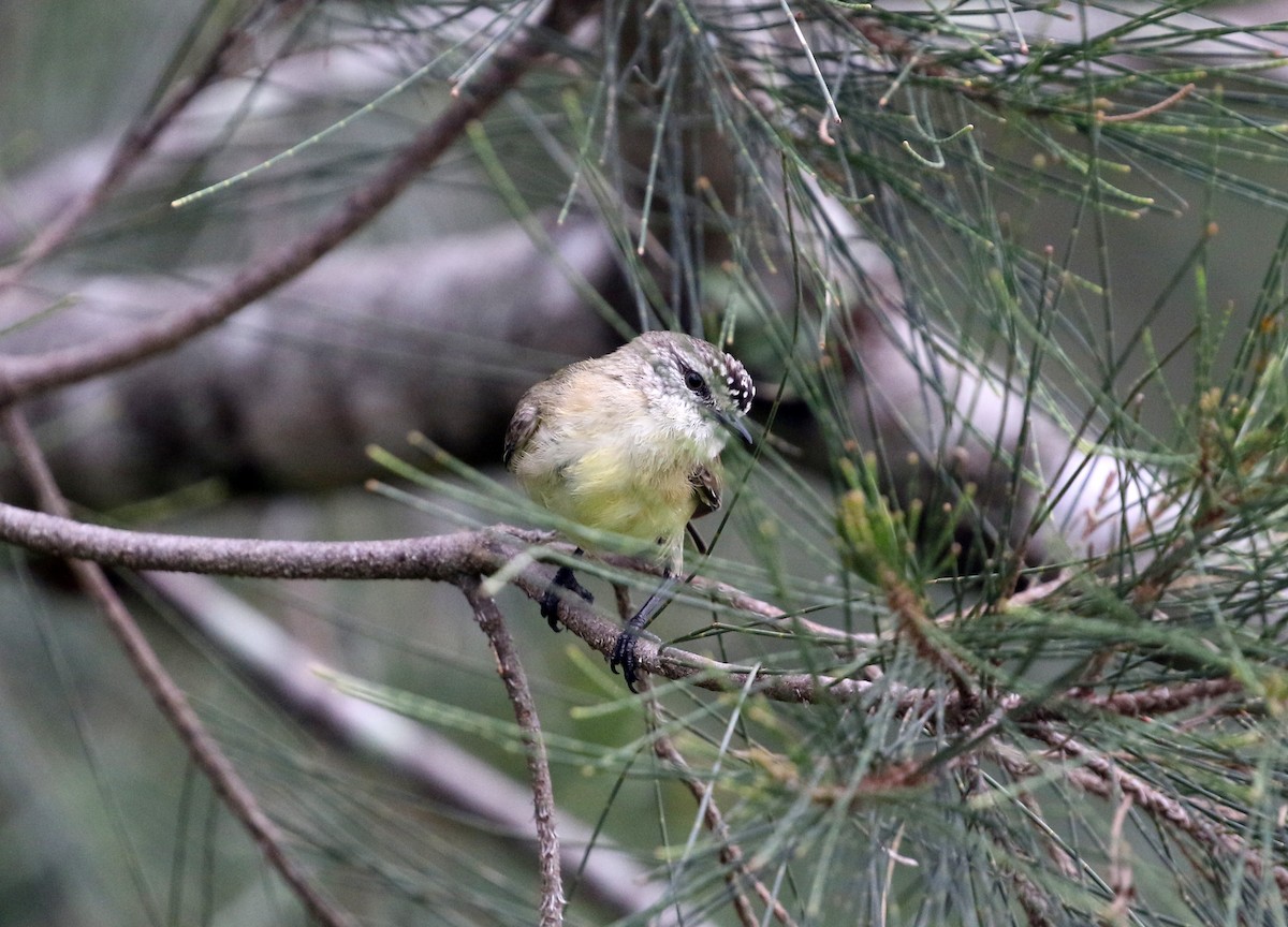 Yellow-rumped Thornbill - ML383515461