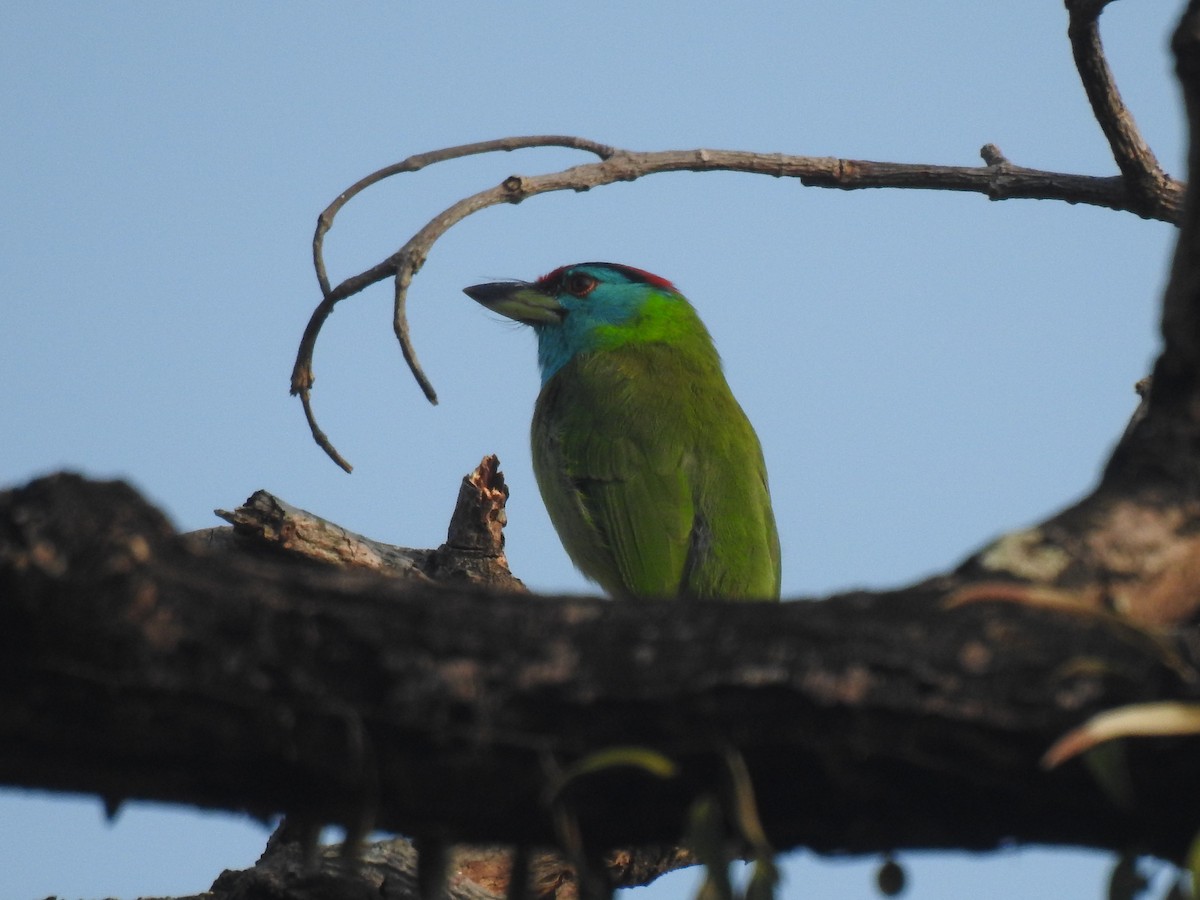 Blue-throated Barbet - ML383515491