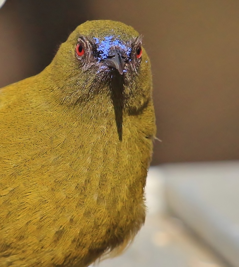 New Zealand Bellbird - Imogen Warren