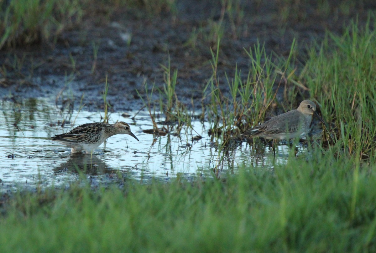 Sharp-tailed Sandpiper - Sam Preer