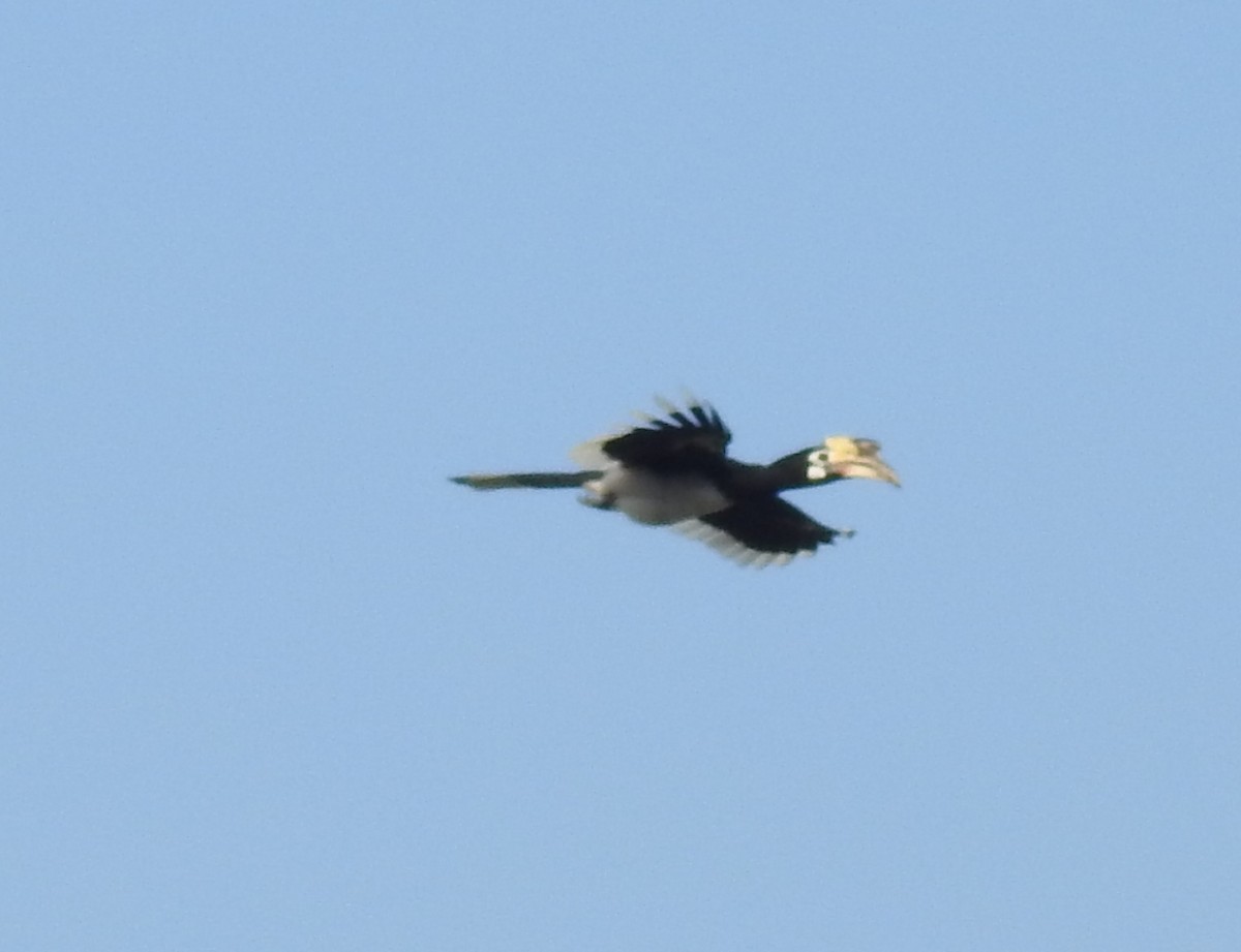 Oriental Pied-Hornbill - ML383516561