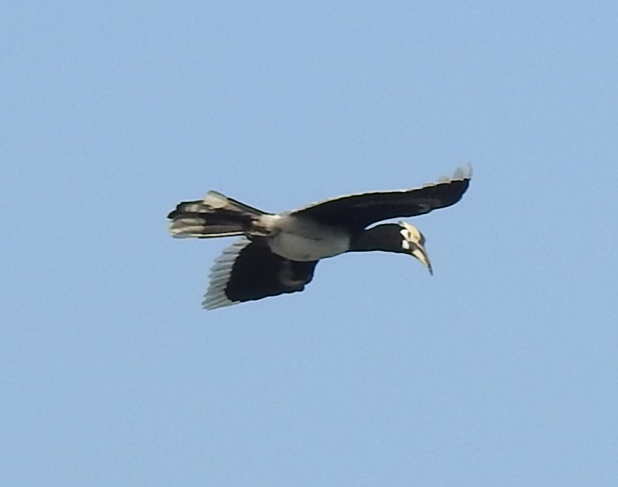 Oriental Pied-Hornbill - ML383516591