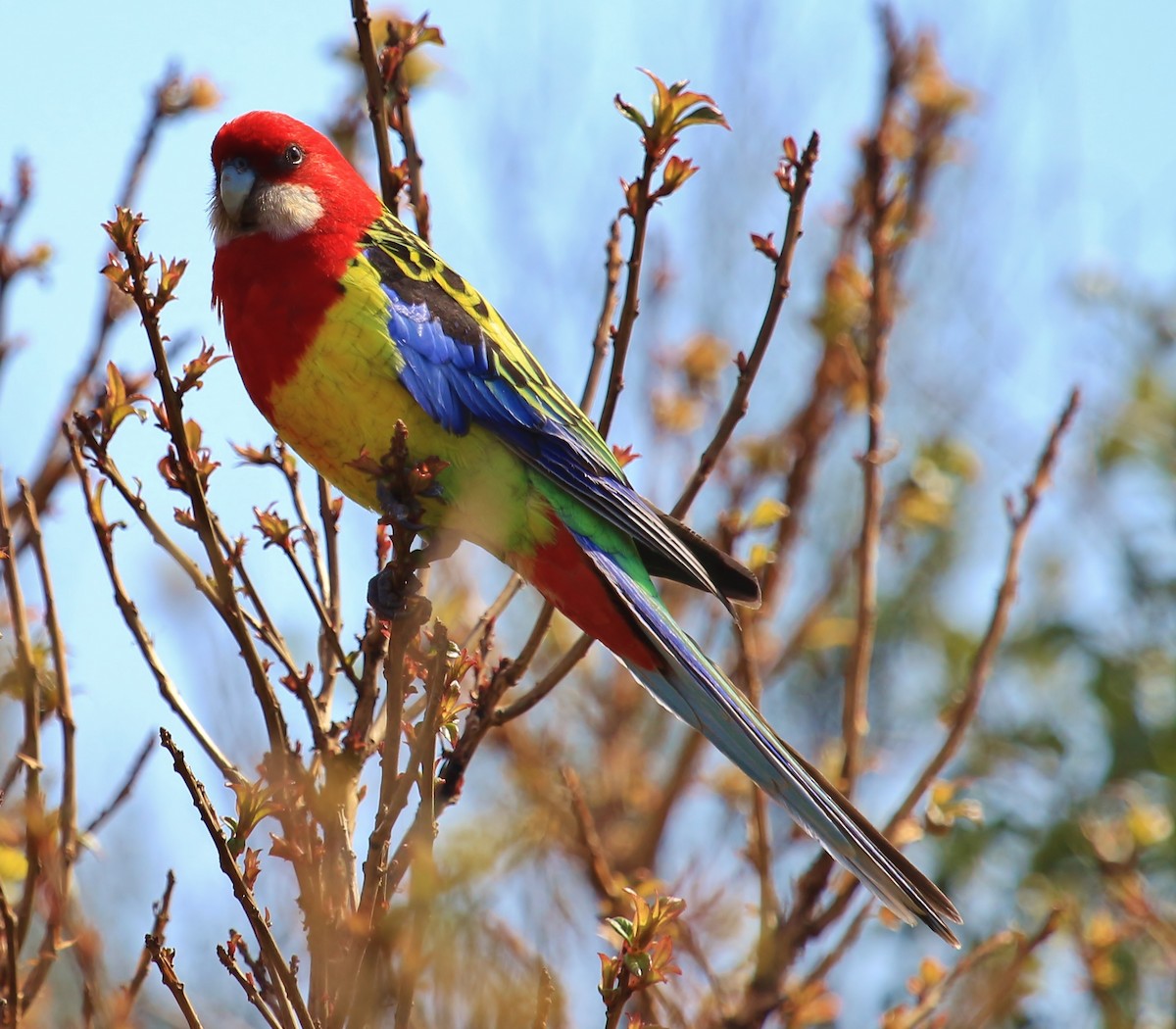 Eastern Rosella - ML38351661